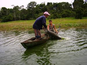 Imagem da notícia - Pescadores de Fonte Boa são capacitados para a contagem de pirarucu em lagos