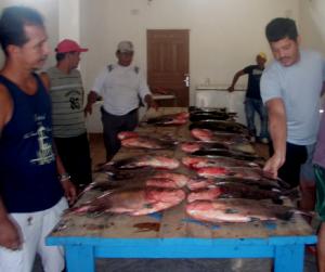 Imagem da notícia - I Feira do Tambaqui comercializa cerca de 7 toneladas, em Tonantins