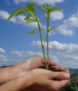 Imagem da notícia - CIAMA comemora Dia do Meio Ambiente com certificado de empresa que preserva o meio ambiente