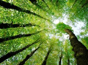 Imagem da notícia - Cuidar do meio ambiente também é dever da Ciama