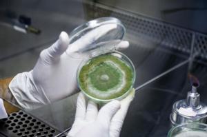 Imagem da notícia - Governo do Estado apoia estudo que busca potencial em fungos para produtos naturais bioativos