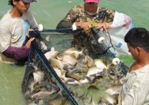 Imagem da notícia - Projetos de pescado levam renda e emprego a Manacapuru e Tonantins