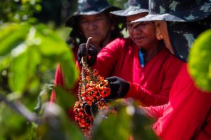 Imagem da notícia - AM assina convênio de R$ 2,2 mi com Mapa para fortalecimento das cadeias produtivas da castanha, guaraná e pirarucu