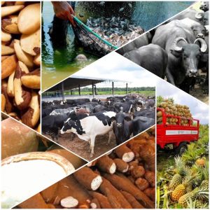 Imagem da notícia - Ciama e Sepror dão início ao segundo módulo do curso Cadeias Produtivas – Animal e Vegetal