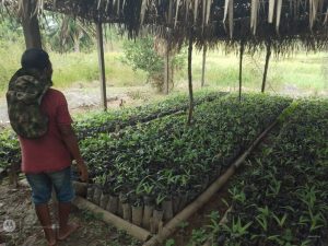 Imagem da notícia - Governo do Estado, por meio da Ciama, lança Projeto de Fruticultura do Açaí em Benjamin Constant