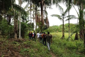Imagem da notícia - Mais de 100 produtores e extrativistas colocam em prática boas práticas de cultivo do açaí, em comunidade indígena de Benjamin Constant